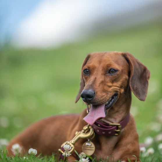 brown dachshund sitting in the grass